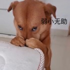 QQ头像