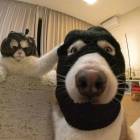 QQ头像