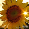 北京网友83688