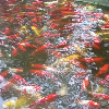 香港网友47029