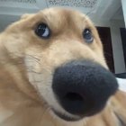 QQ头像
