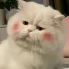 QQ头像