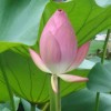湖北网友98758