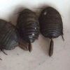 海南网友48314