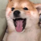 QQ头像