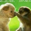 重庆网友81604