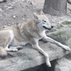 评论头像