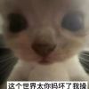 评论头像