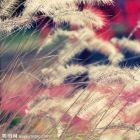 QQ头像