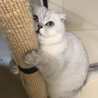 QQ头像