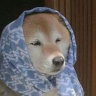 QQ头像