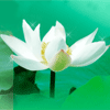 青海网友77990