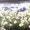 重庆网友86801