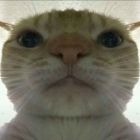 QQ头像