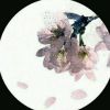 河南网友52944