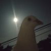 江苏网友64485