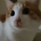 QQ头像