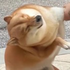 QQ头像