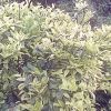 吉林网友20114
