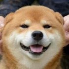 QQ头像
