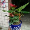 河南网友72719