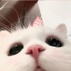 QQ头像