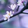 江苏网友32477
