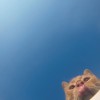 萃岛