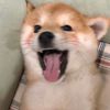 评论头像