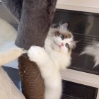QQ头像