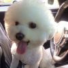 甘肃网友82007