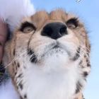 QQ头像