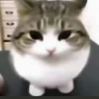 QQ头像