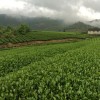 安徽网友11075