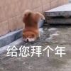 澳门网友99007