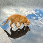 QQ头像