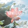 台湾网友67686