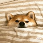 QQ头像