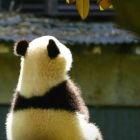 QQ头像