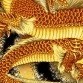 QQ头像