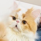 QQ头像