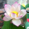 吉林网友21300