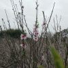 四川网友99781