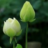 内蒙古网友48849