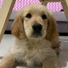 Droopy