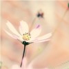 山东网友24550
