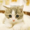 湖北网友35818