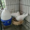 新疆网友10766