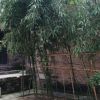 湖南网友56038
