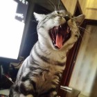 QQ头像